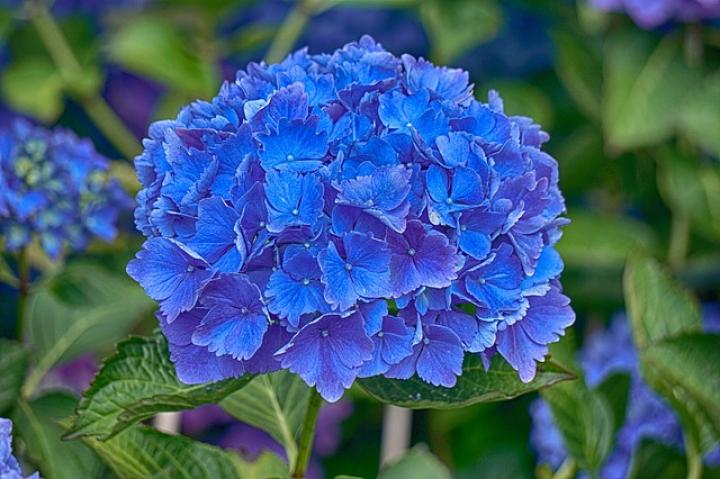 Blue hydrangea flower Arena Pile Top 10 Most Beautiful Blue Flowers In The World