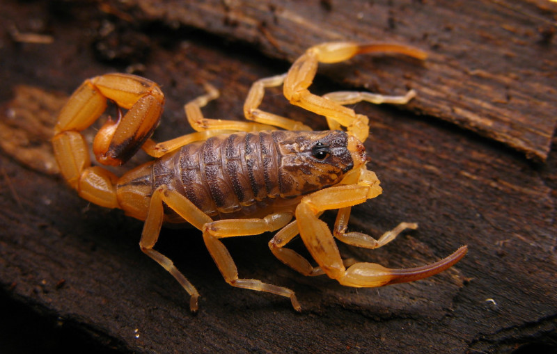 Brazilian Yellow Scorpions Arena Pile Top 10 Most Dangerous And Deadliest Scorpions In The World
