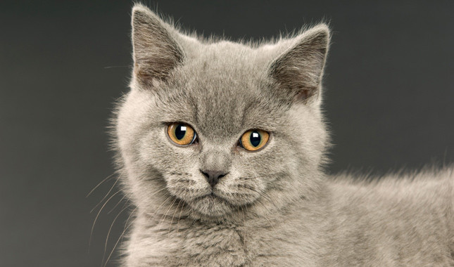 British Shorthair 1 Arena Pile Top 10 Most Beautiful Cat Breeds In The World