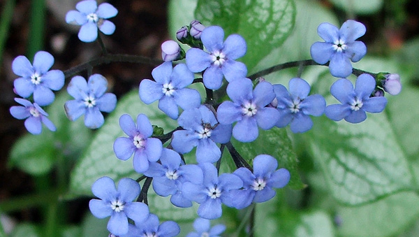 Brunnera flower Arena Pile Top 10 Most Beautiful Blue Flowers In The World