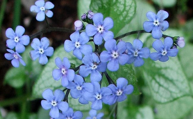 Top 10 Most Beautiful Blue Flowers In The World Top 10 Most Beautiful Blue Flowers In The World