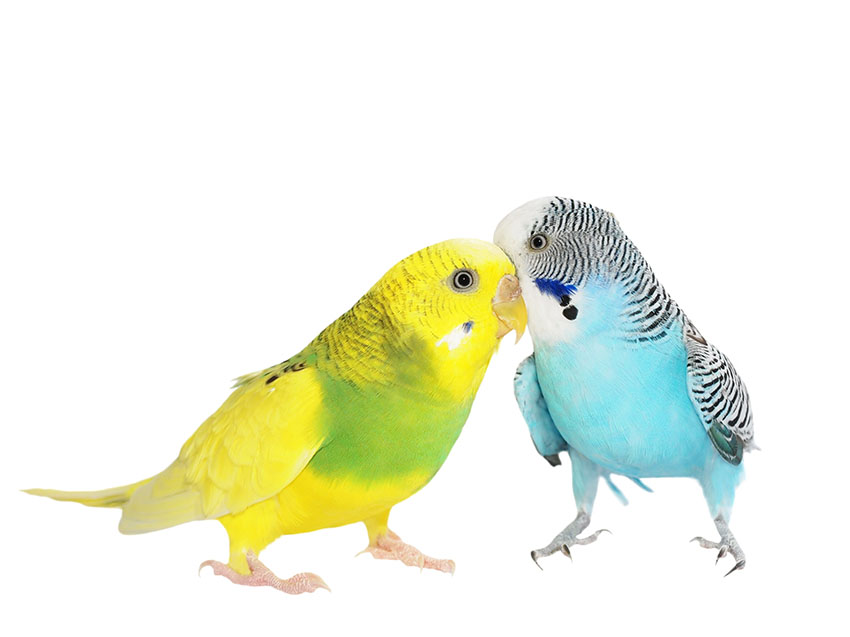 Budgerigar Arena Pile Top 10 Most Smartest Talking Birds In The World