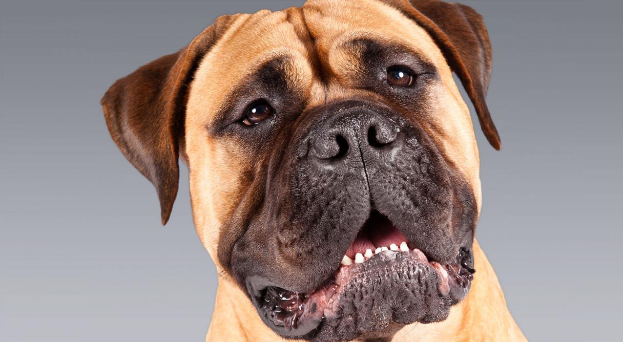 Bull Mastiff Arena Pile Top 10 Most Adorable English Dogs In The World