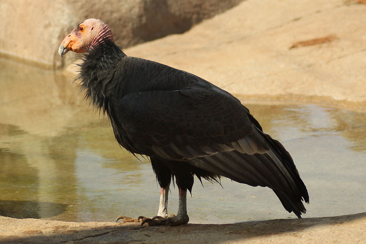 California Condor Arena Pile Top 10 Most Strange Looking Birds In The World