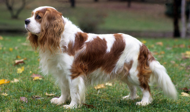 Cavalier King Charles Spaniel Dogs Arena Pile Top 10 Most Adorable English Dogs In The World