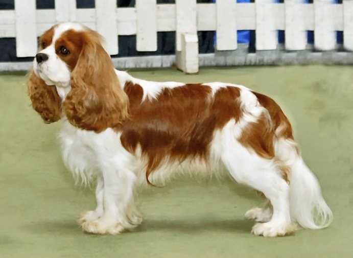 Cavalier King Charles Spaniel Arena Pile Top 10 Best Dog Breeds In The World For Apartment Living