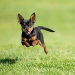 Top 10 Best Dog Breeds In The World For Apartment Living