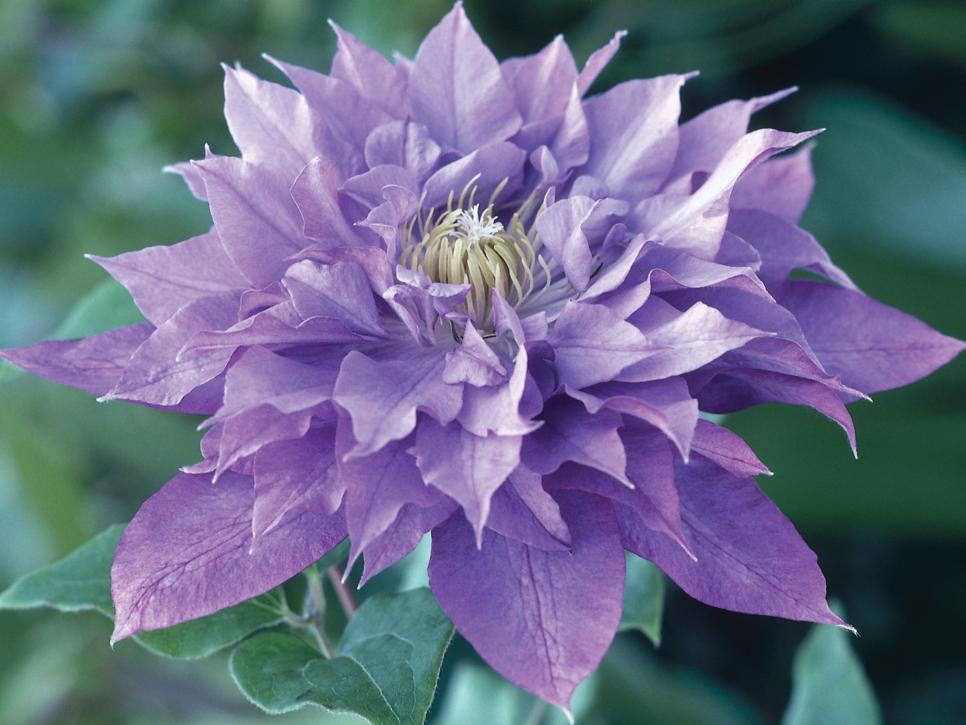 Clematis flower Arena Pile Top 10 Most Beautiful Blue Flowers In The World