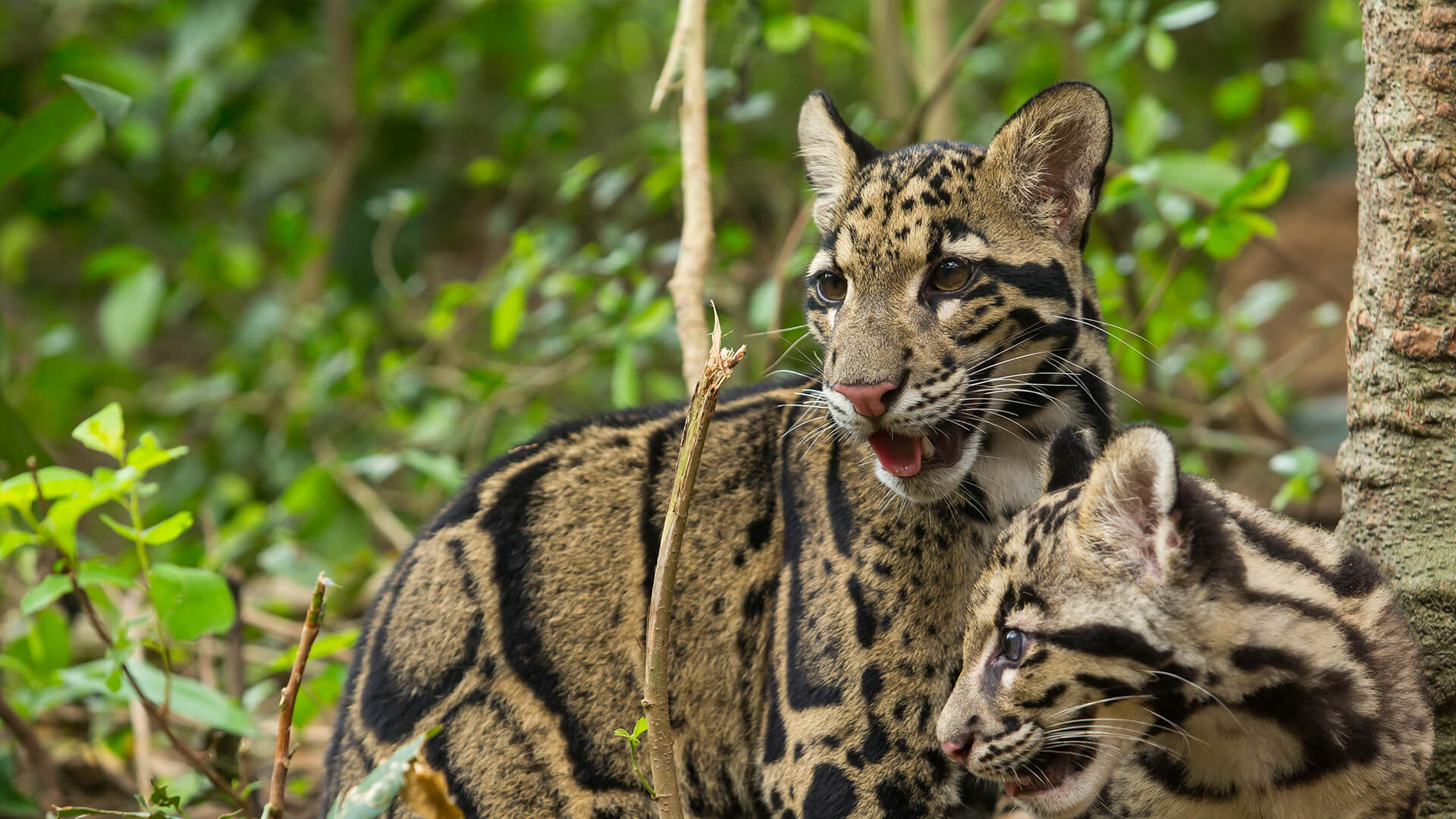 Clouded Leopard Arena Pile Top 10 Amazing Animals You Probably Didn’t Know About Them