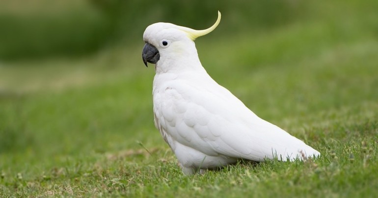 Cockatoo Arena Pile Top 10 Most Smartest Talking Birds In The World