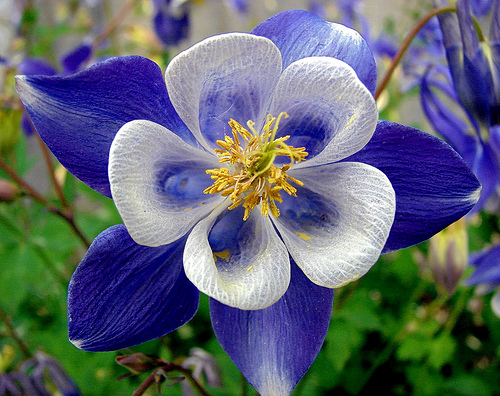 Columbine flower Arena Pile Top 10 Most Beautiful Blue Flowers In The World