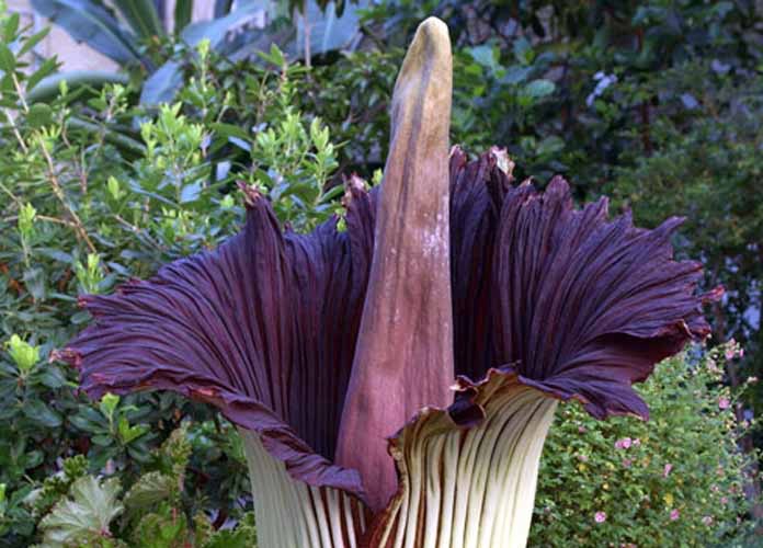 Corpse Flower Arena Pile Top 10 Most Strangest Plants In The World