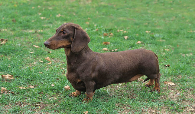 Dachshund Arena Pile Top 10 Dog Breeds With Extraordinary Sense Of Smell