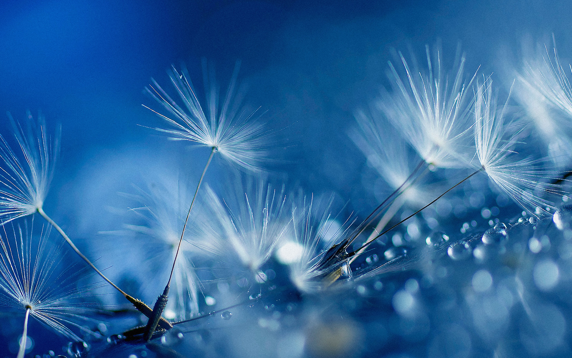 Dandelion flower blue Arena Pile Top 10 Most Beautiful Blue Flowers In The World