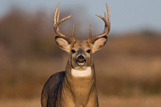 Deer e1512120362542 Arena Pile Top 9 Most Deadliest Mammals In The World