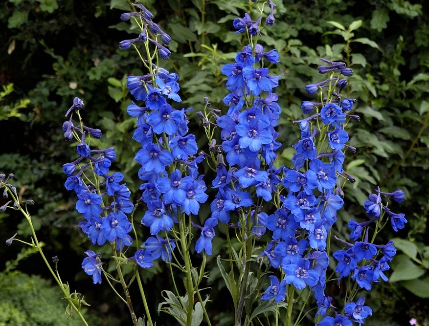 Delphinium flower Arena Pile Top 10 Most Beautiful Blue Flowers In The World