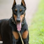 Top 10 Best Guard Dogs In The World