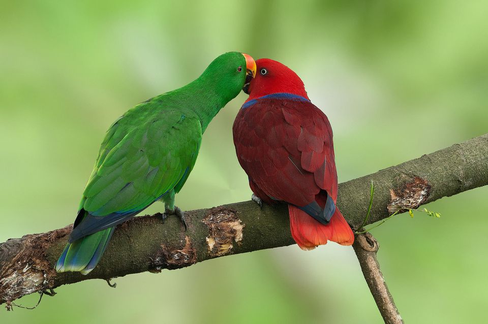 Eclectus Parrot Arena Pile Top 10 Most Smartest Talking Birds In The World