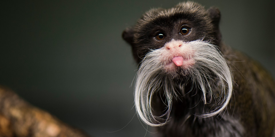 Emperor Tamarin Arena Pile Top 10 Amazing Animals You Probably Didn’t Know About Them