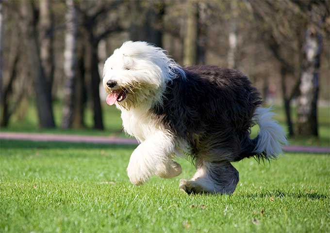 English Sheepdog Arena Pile Top 10 Most Adorable English Dogs In The World