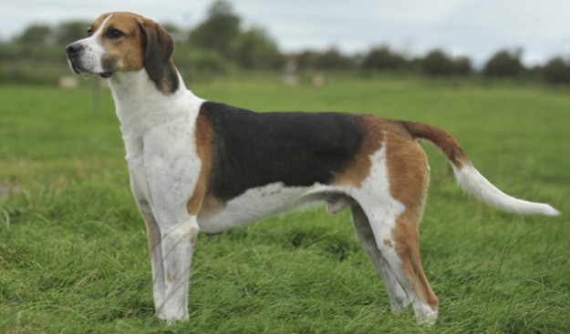 Foxhound Dogs Arena Pile Top 10 Most Adorable English Dogs In The World