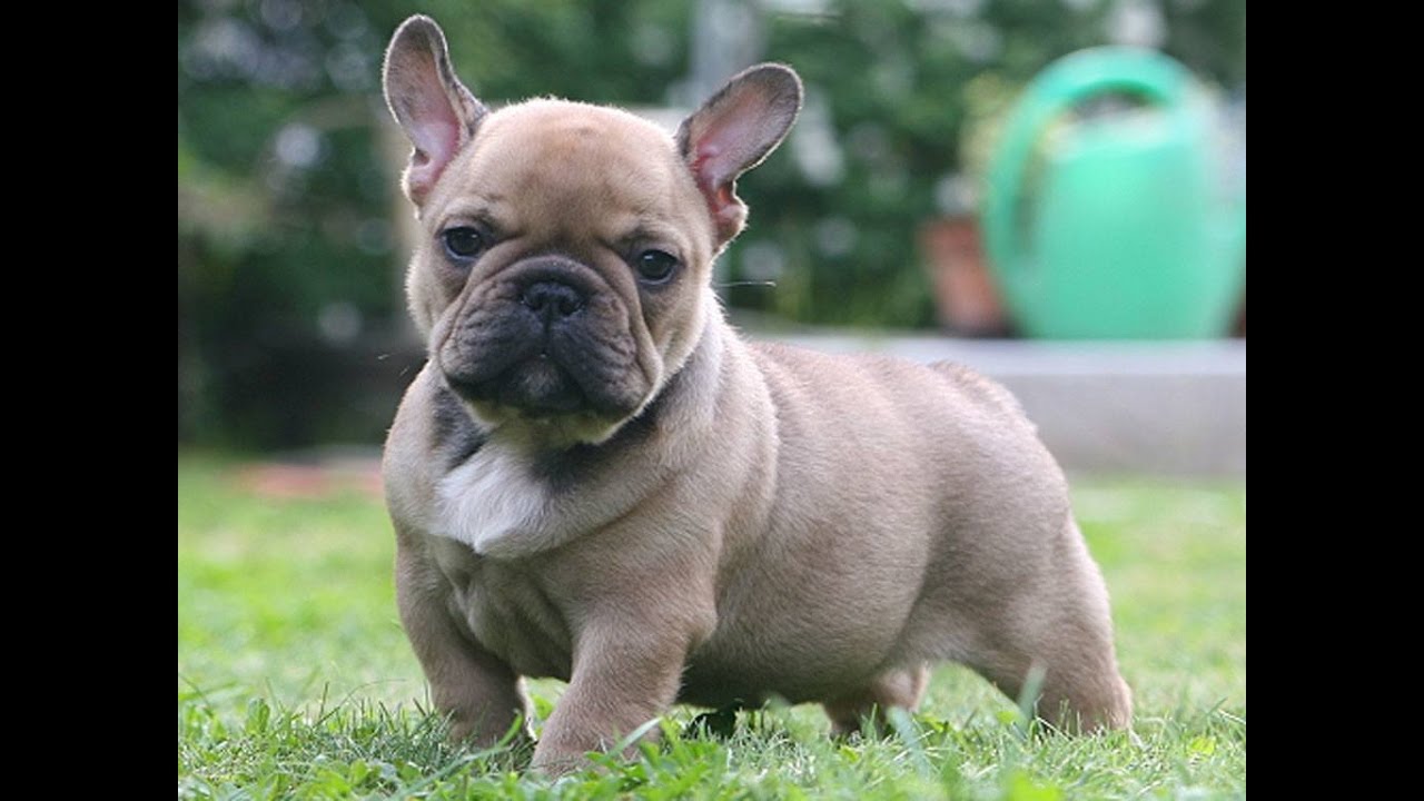 French Bulldog Arena Pile Top 10 Best Dog Breeds In The World For Apartment Living