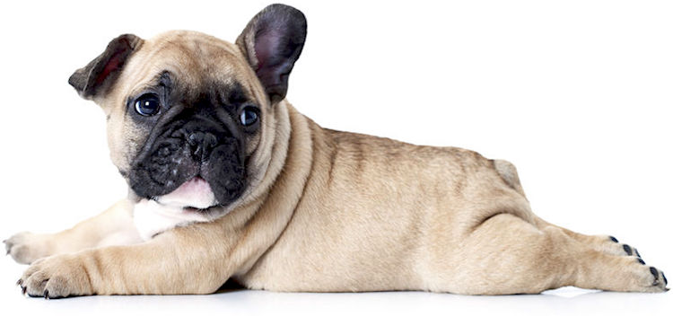 French Bulldogs Arena Pile Top 10 Most Adorable English Dogs In The World