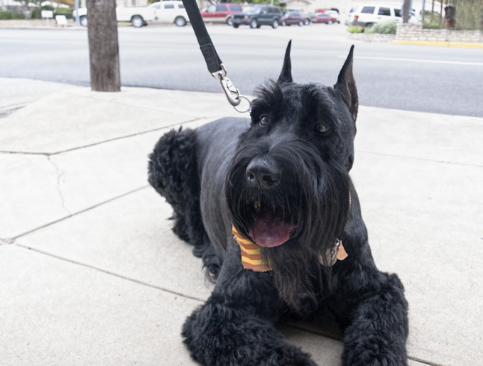 Giant Schnauzer Arena Pile Top 10 Best Guard Dogs In The World