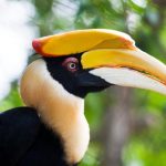 Top 10 Birds Amazing Beaks In The World