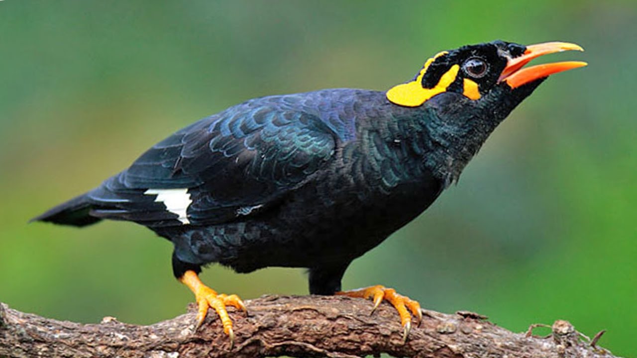 Hill Myna Arena Pile Top 10 Most Smartest Talking Birds In The World
