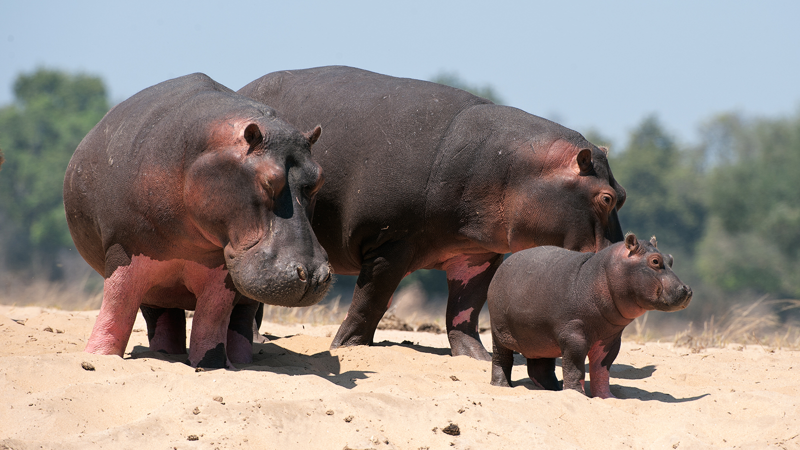 Hippopotamuses Arena Pile Top 9 Most Deadliest Mammals In The World
