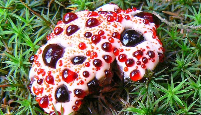 Hydnellum Peckii Arena Pile Top 10 Most Strangest Plants In The World