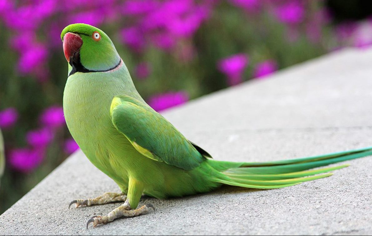 Indian Ring Parakeet e1512183630527 Arena Pile Top 10 Most Smartest Talking Birds In The World