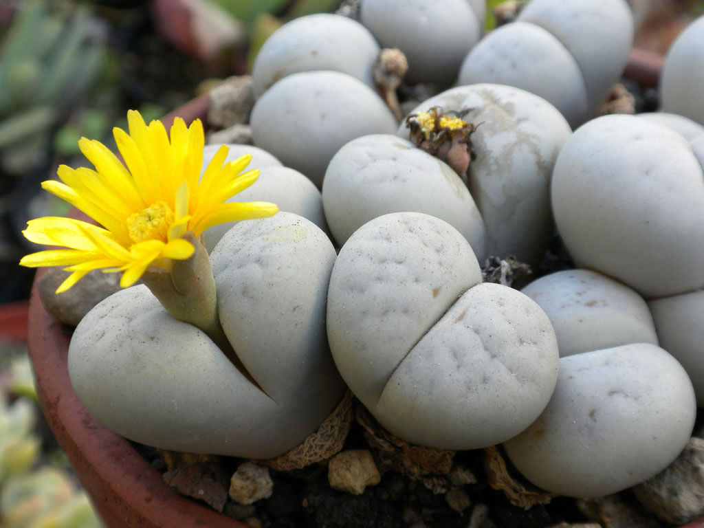 Lithop Arena Pile Top 10 Most Strangest Plants In The World