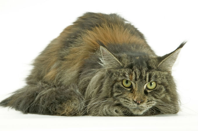 Maine Coon 1 Arena Pile Top 10 Most Beautiful Cat Breeds In The World