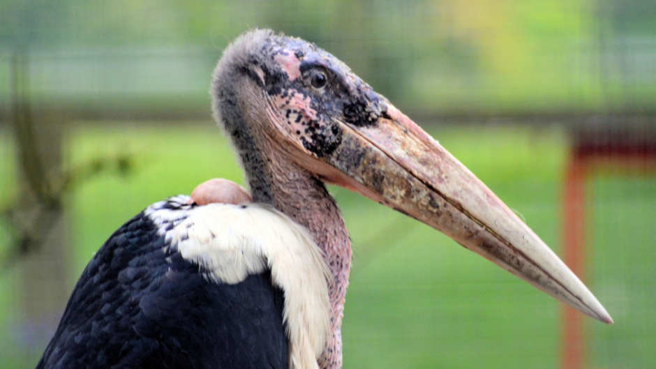 Marabou Stork Arena Pile Top 10 Most Strange Looking Birds In The World