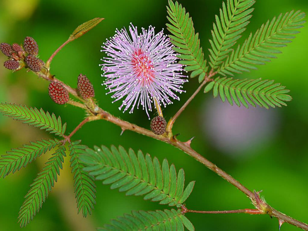 Mimosa Pudica Arena Pile Top 10 Most Strangest Plants In The World