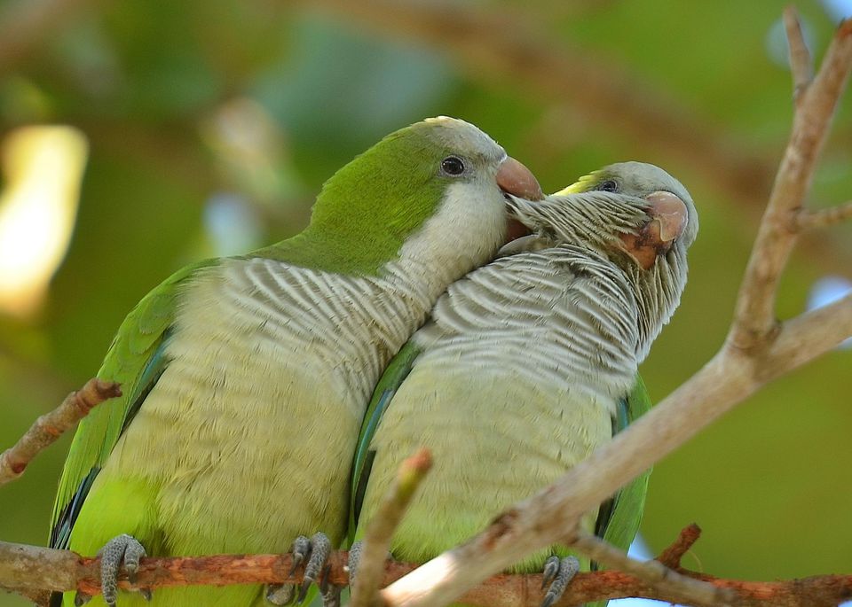 Monk Parakeet Arena Pile Top 10 Most Smartest Talking Birds In The World
