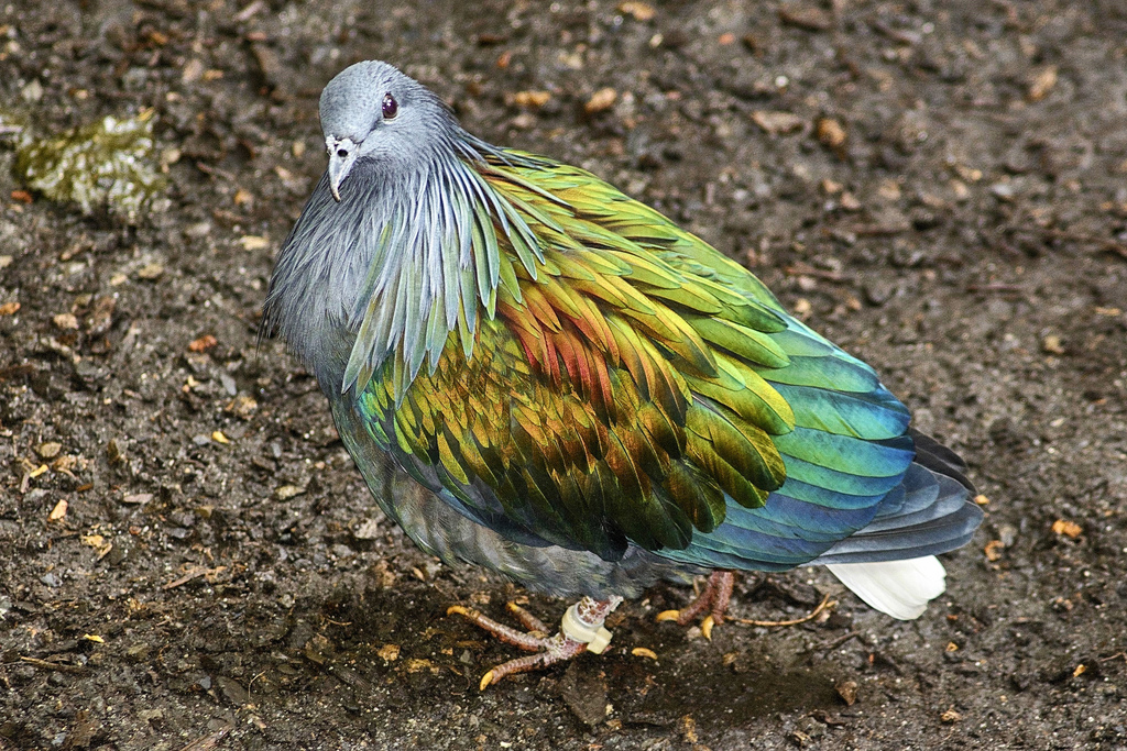 Nicobar Pigeon Arena Pile Top 10 Amazing Animals You Probably Didn’t Know About Them
