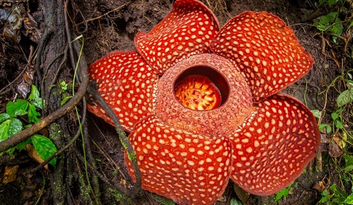 Rafflesia Arnoldii Arena Pile Top 10 Most Strangest Plants In The World