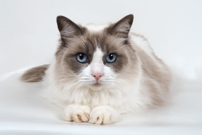 RagDoll 1 Arena Pile Top 10 Most Beautiful Cat Breeds In The World