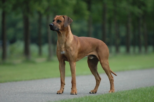 Rhodesian Ridgeback Arena Pile Top 10 Best Guard Dogs In The World