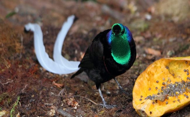 Top 10 Birds With Amazing Tails In The World Top 10 Birds With Amazing Tails In The World