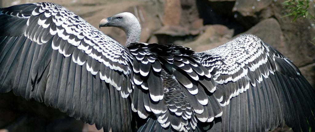 Top 10 Highest Flying Birds In The World With Details