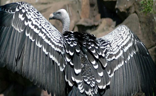 Top 10 Highest Flying Birds In The World Top 10 Highest Flying Birds In The World