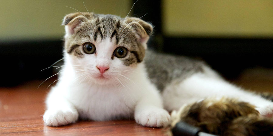 Scottish Fold Arena Pile Top 10 Smallest Cat Breeds In The World