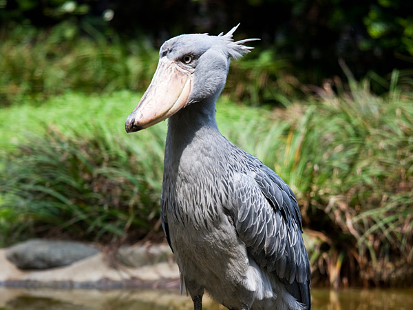 Shoebill Arena Pile Top 10 Most Strange Looking Birds In The World