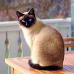 Top 10 Most Beautiful Cat Breeds In The World