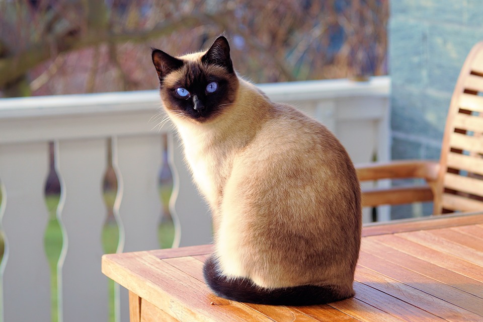 Siamese Cat Arena Pile Top 10 Most Beautiful Cat Breeds In The World
