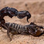 Top 10 Most Dangerous And Deadliest Scorpions In The World